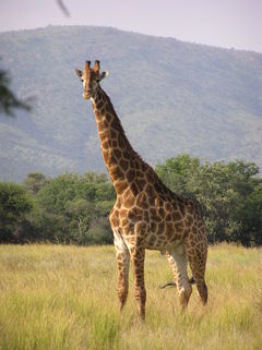 La girafe