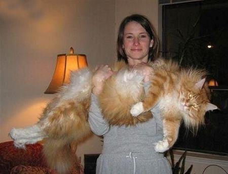 Un chat géant :